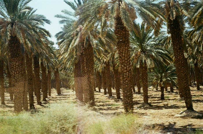 Date palm farm in a dry desert landscape, Starlink internet for farms and villas in the UAE